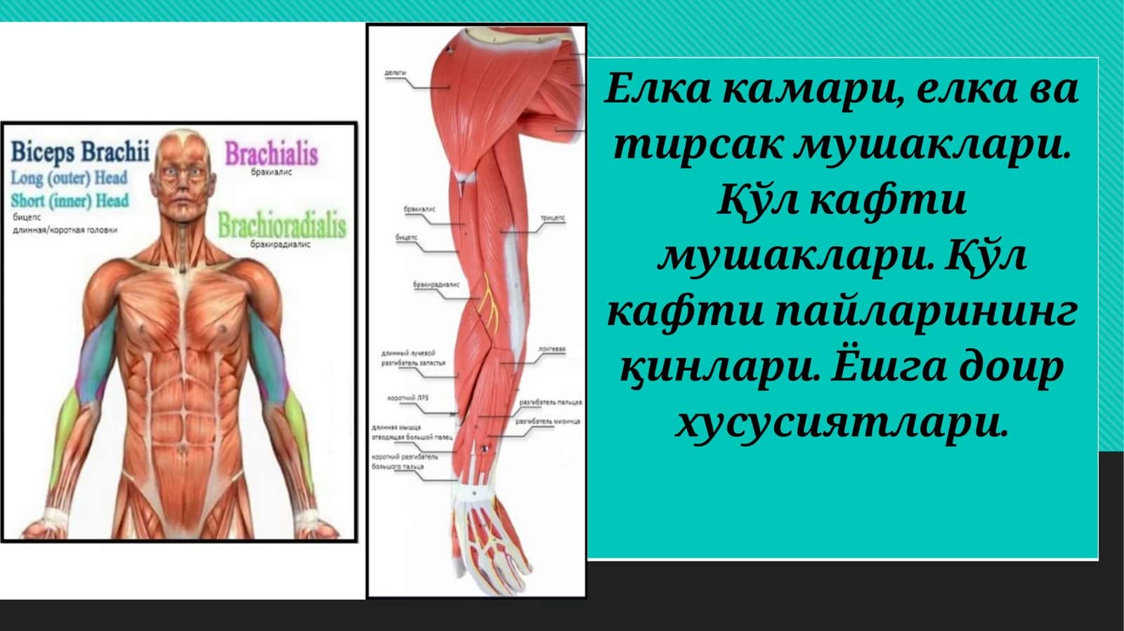 Елка камари, елка ва тирсак мушаклари. Қўл кафти мушаклари. Қўл кафти пайларининг қинлари. Ёшга доир хусусиятлари 1