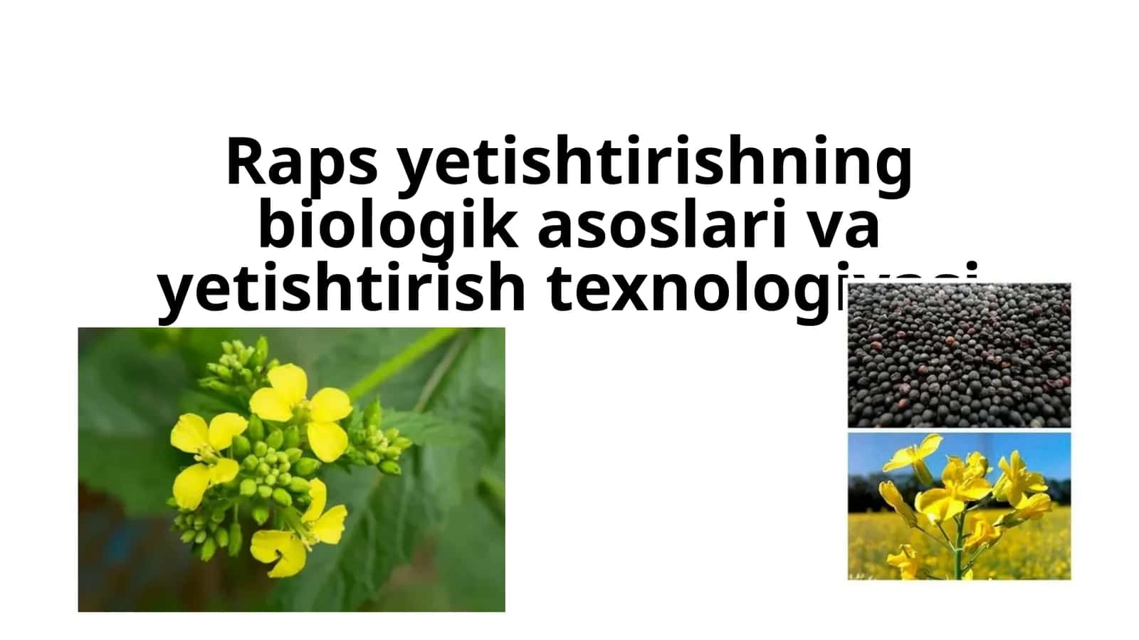 Rapsyetishtirishning biologikasoslarivayetishtirishtexnologiyasi 1