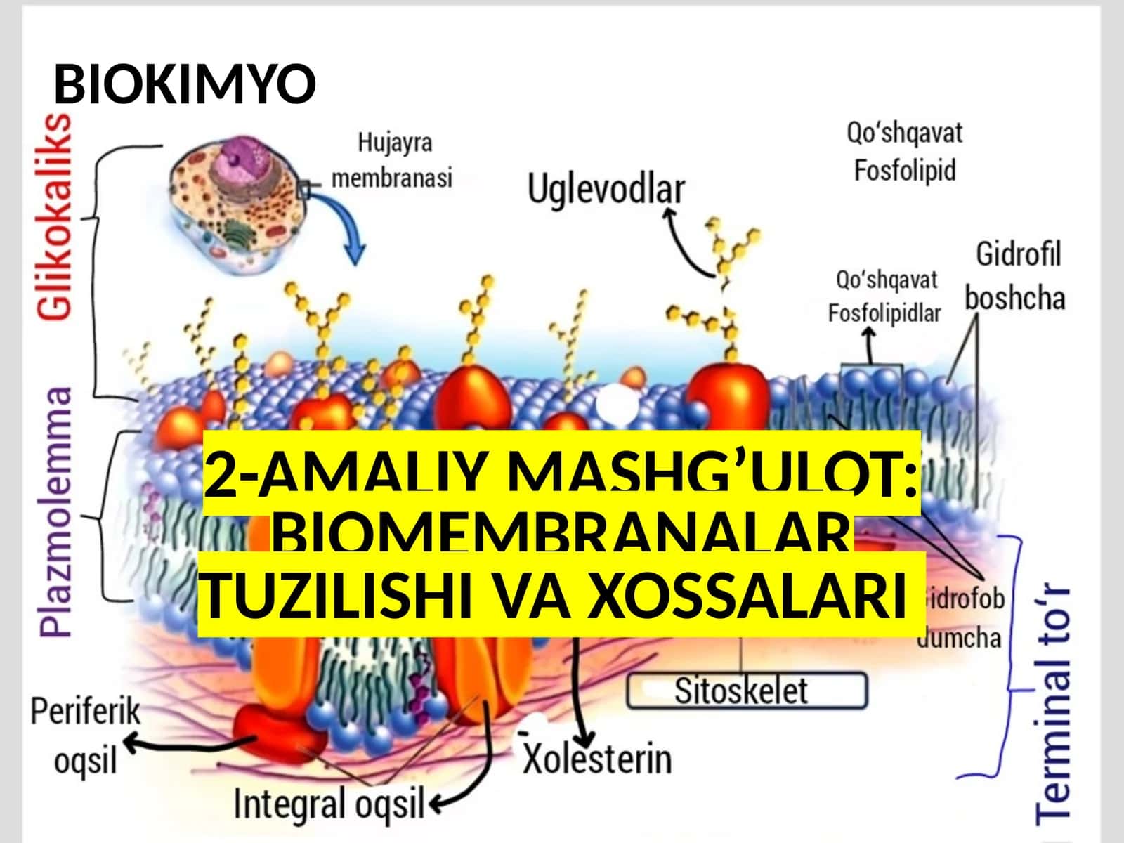 BIOMEMBRANALAR TUZILISHI VA XOSSALARI 1