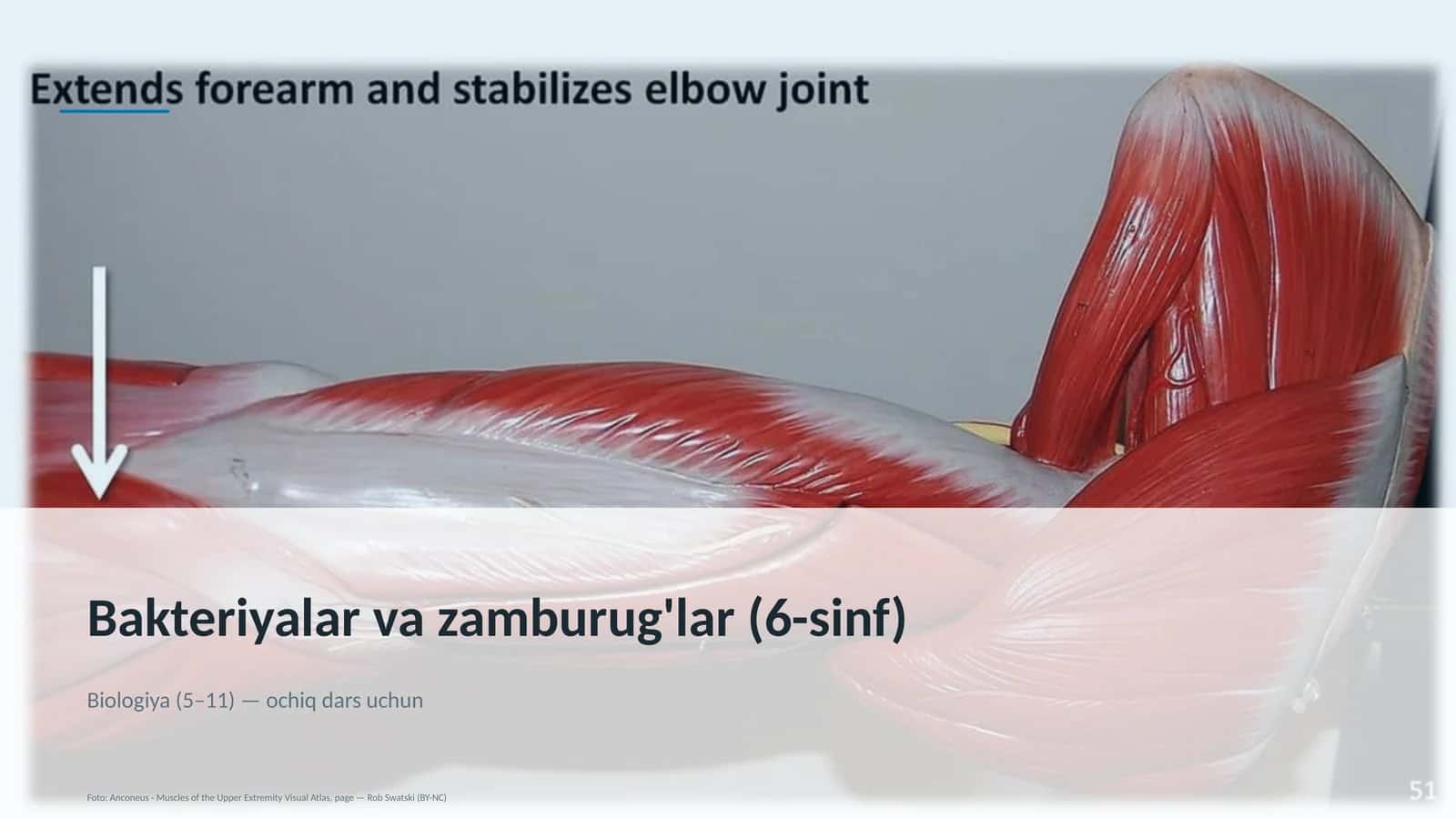 Bakteriyalar va zamburug'lar (6-sinf) 1