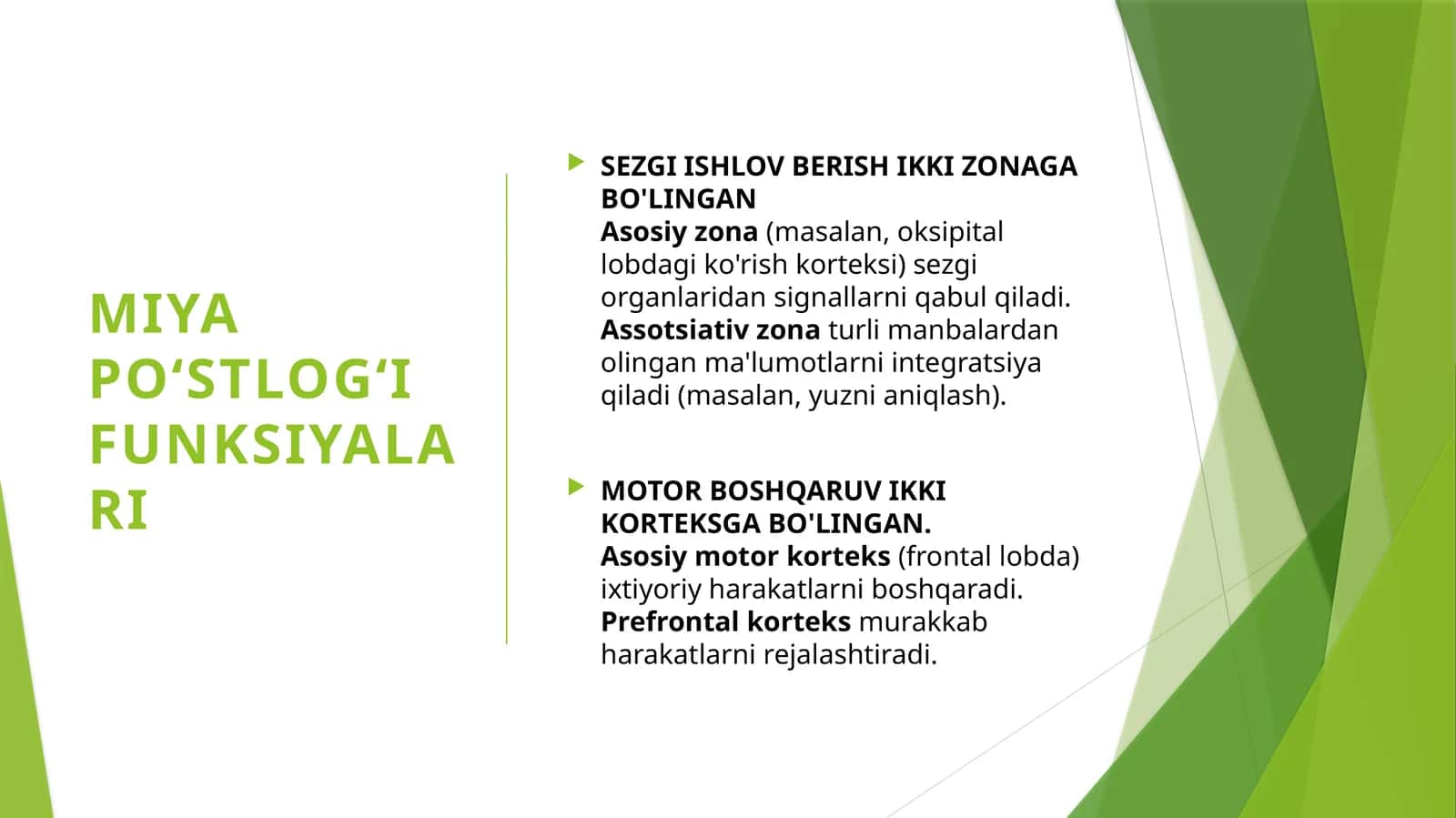 Miya yarimsharlari po'stlog'i 1