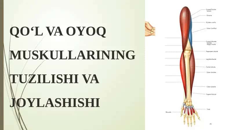 QO‘L VA OYOQ MUSKULLARINING TUZILISHI VA JOYLASHISHI 1