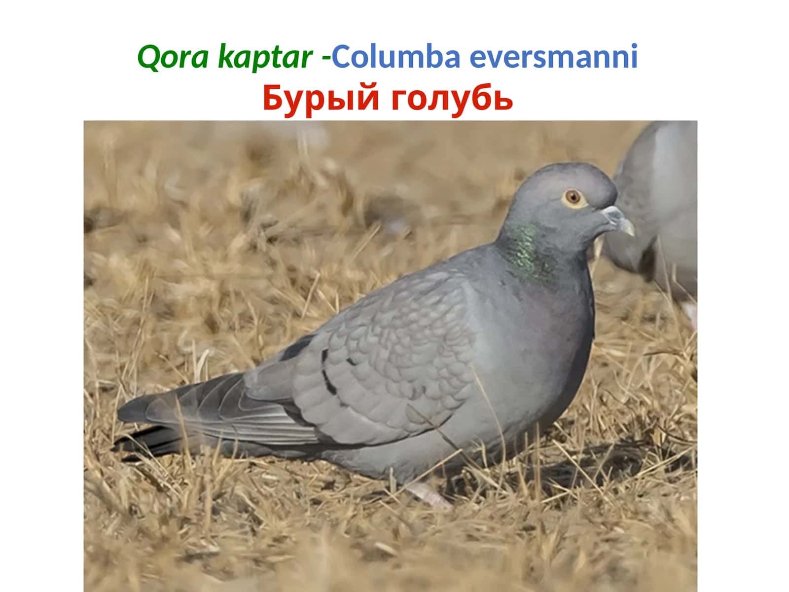 Qora kaptar 1