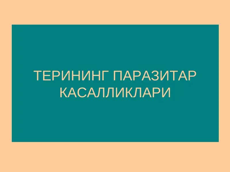 Терининг Паразитар Касалликлари 1