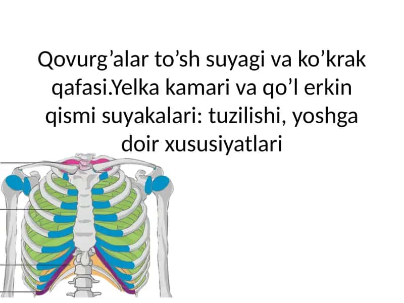 Qovurg’alar to’sh suyagi va ko’krak qafasi.Yelka kamari va qo’l erkin qismi suyakalari: tuzilishi, yoshga doir xususiyatlari 1