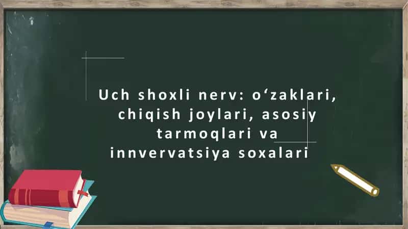 Uch shoxli nerv: o'zaklari, chiqish joylari, asosiy tarmoqlari va innvervatsiya soxalari 1