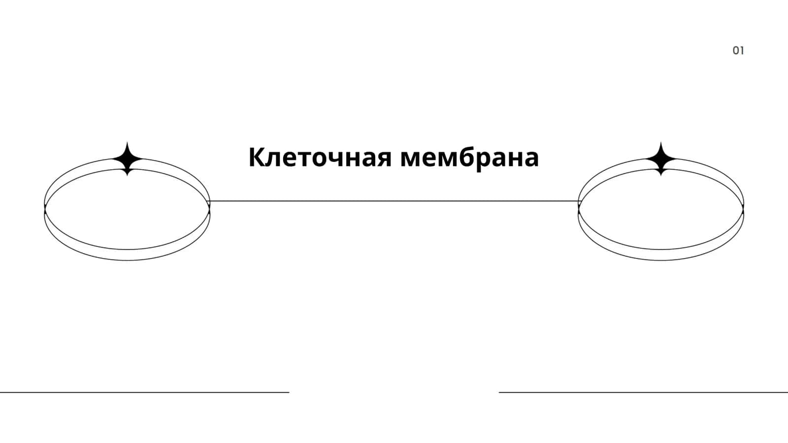 Клеточная мембрана 1