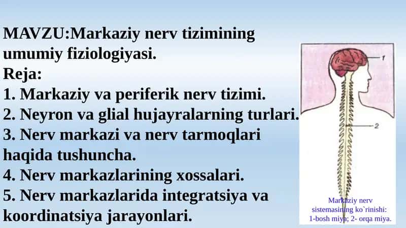 Markaziy nerv tizimining umumiy fiziologiyasi 1