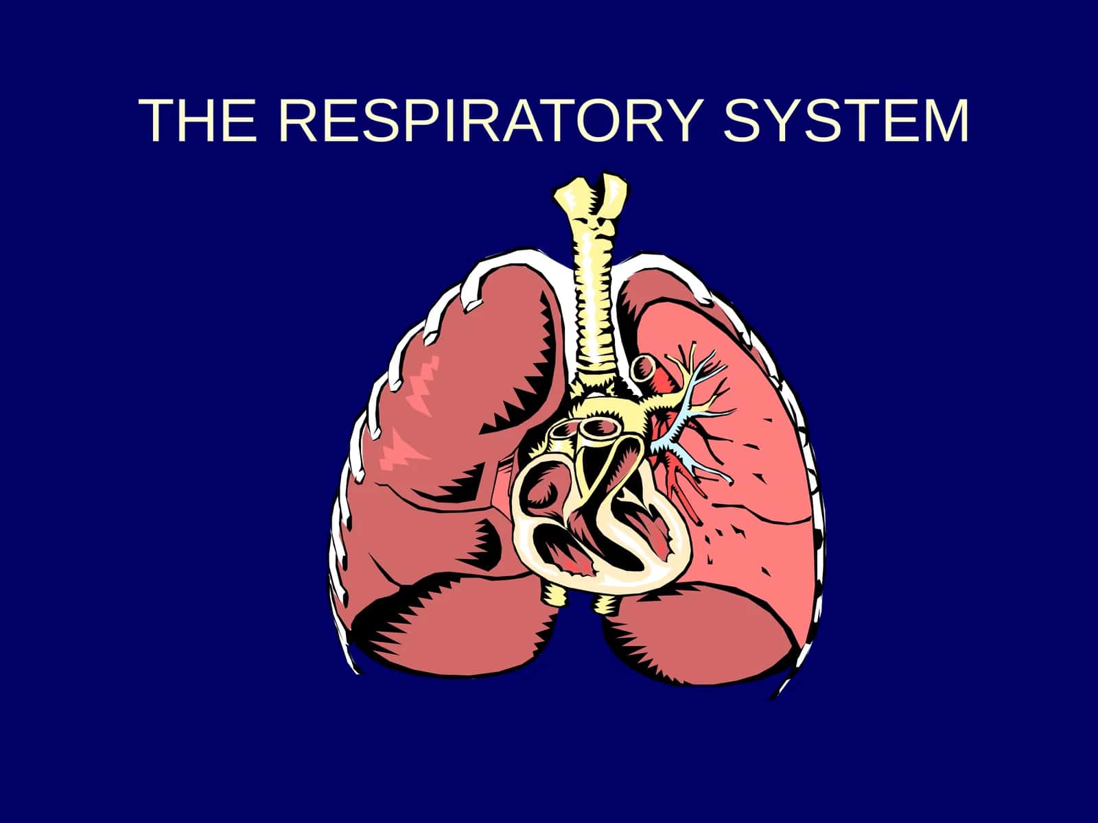 The Respiratory System 1
