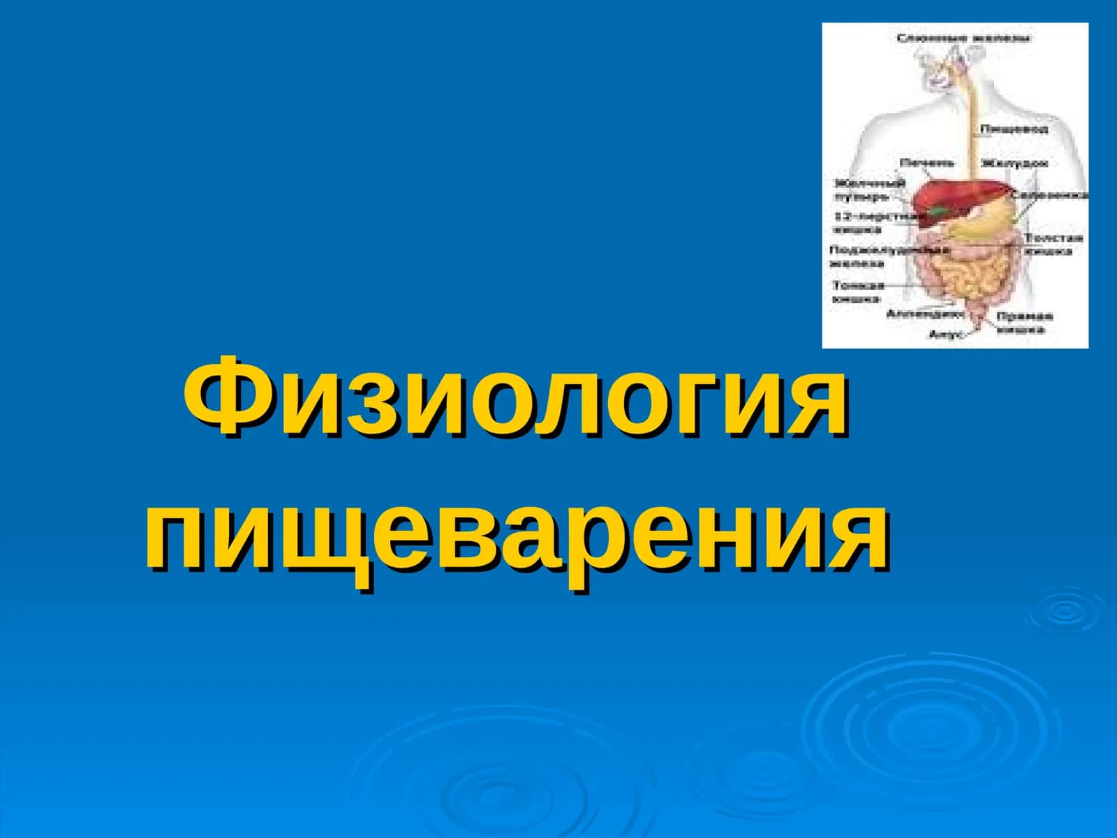 Физиология пищеварения 1