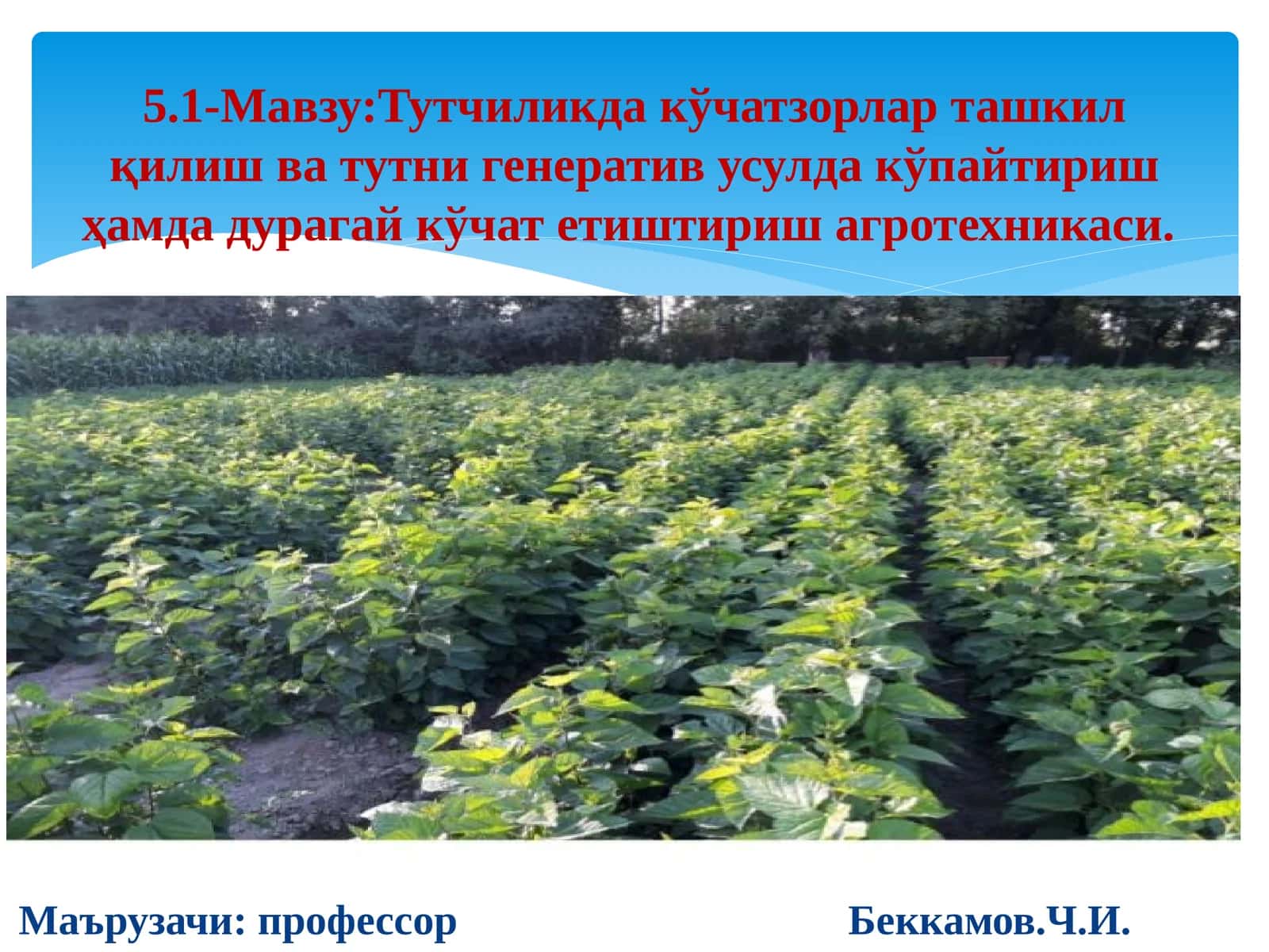 Тутчиликда кўчатзорлар ташкил қилиш ва тутни генератив усулда кўпайтириш ҳамда дурагай кўчат етиштириш агротехникаси 1