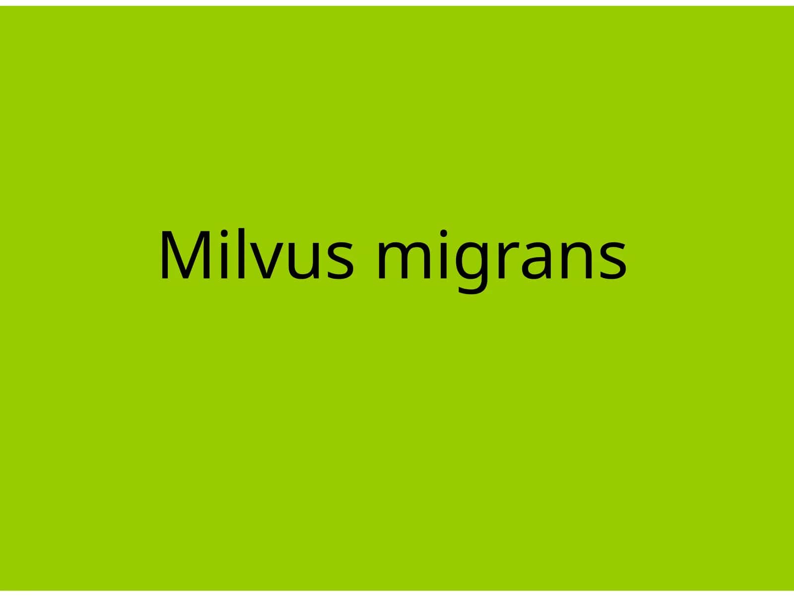 Milvusmigrans 1