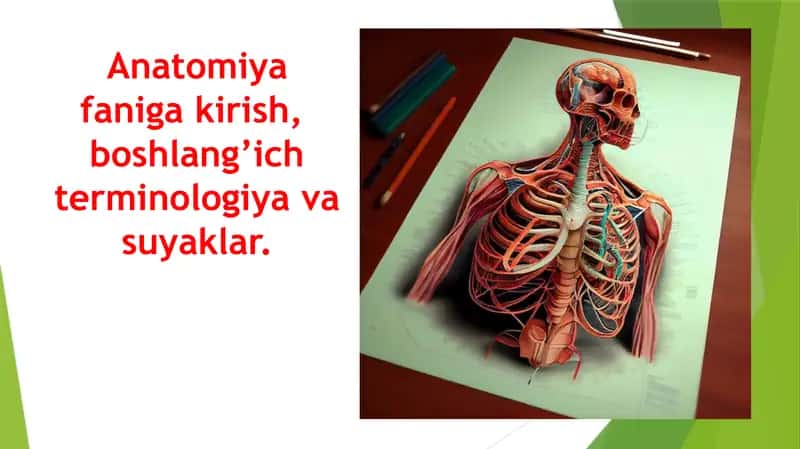 Anatomiya faniga kirish,  boshlang’ich terminologiya va suyaklar. Анатомияга кириш Бошлангич терминология ва суяклар 1