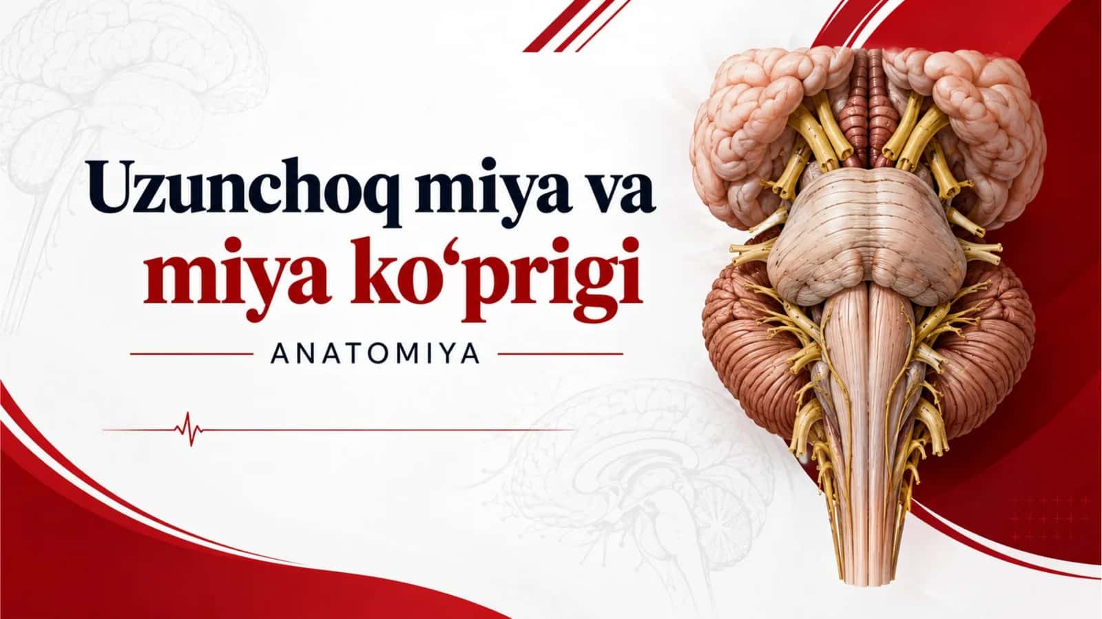 Uzunchoq miya va miya ko'prigi 1