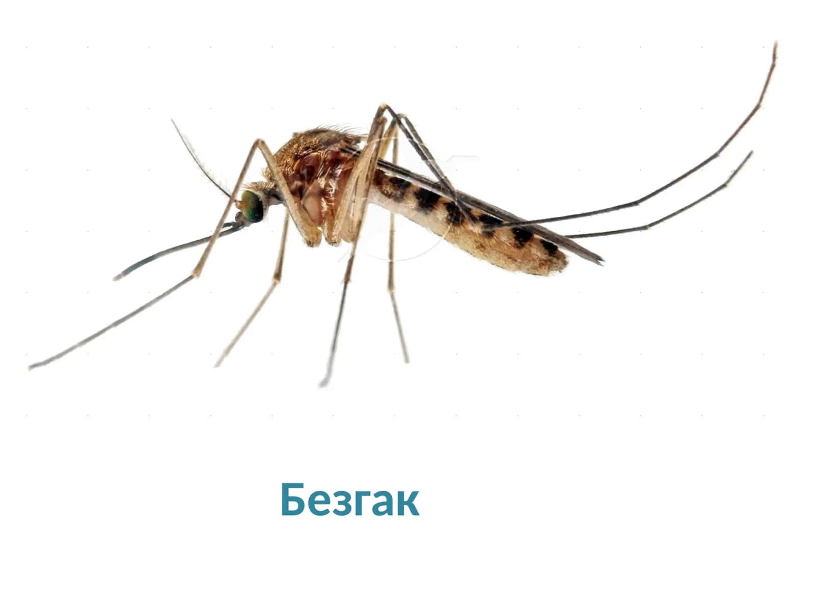 Безгак 1