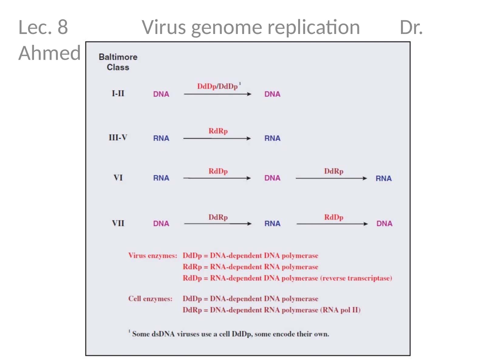 Lec. 8 Virus genome replication Dr. Ahmed K. Ali 1
