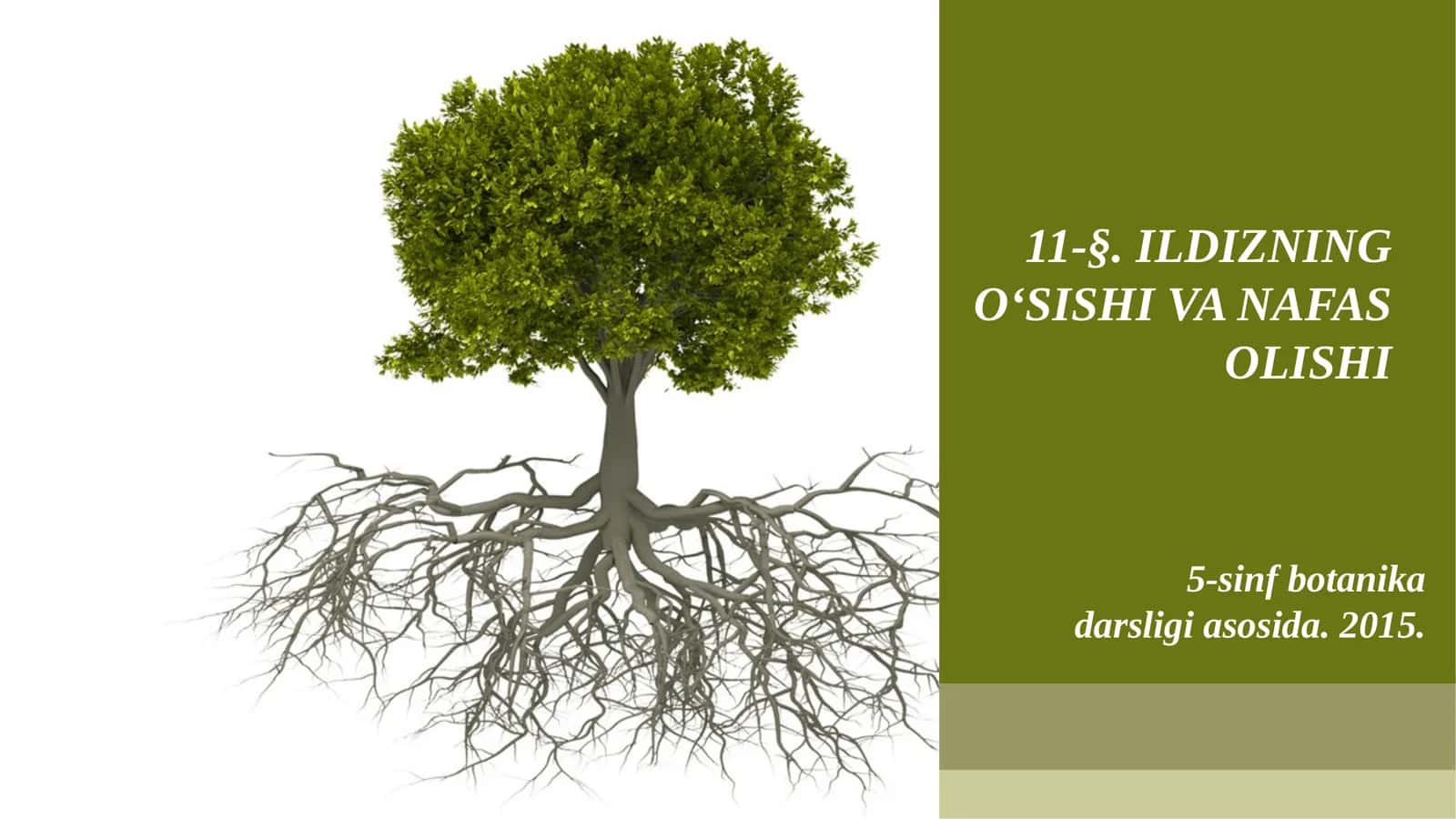 5-sinf Botanika Ildizning o'sishi va nafas olishi 1