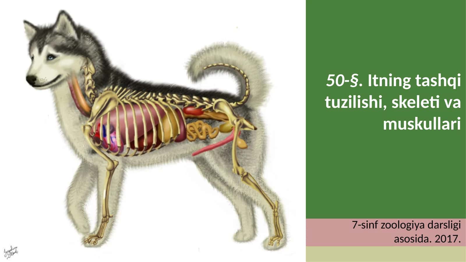 7-sinf Zoologiya 'Itning tashqi tuzilishi, skeleti va muskullari' ko'rgazma 1