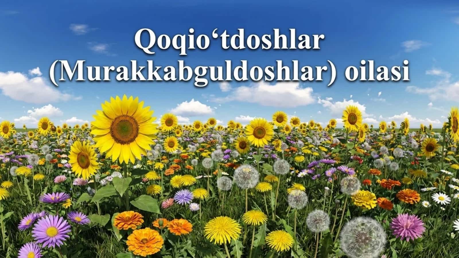 Qoqio'tdoshlar (Murakkabguldoshlar) oilasi 1