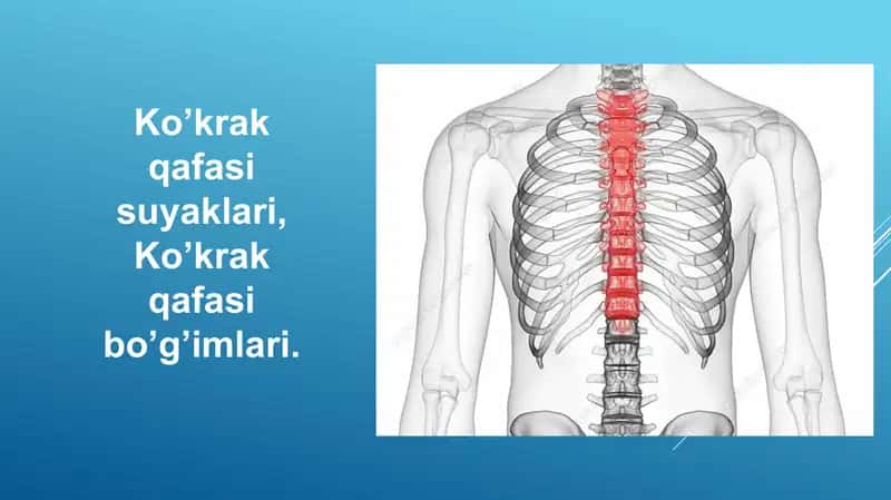 Ko’krak qafasi suyaklari, Ko’krak qafasi bo’g’imlari. 1