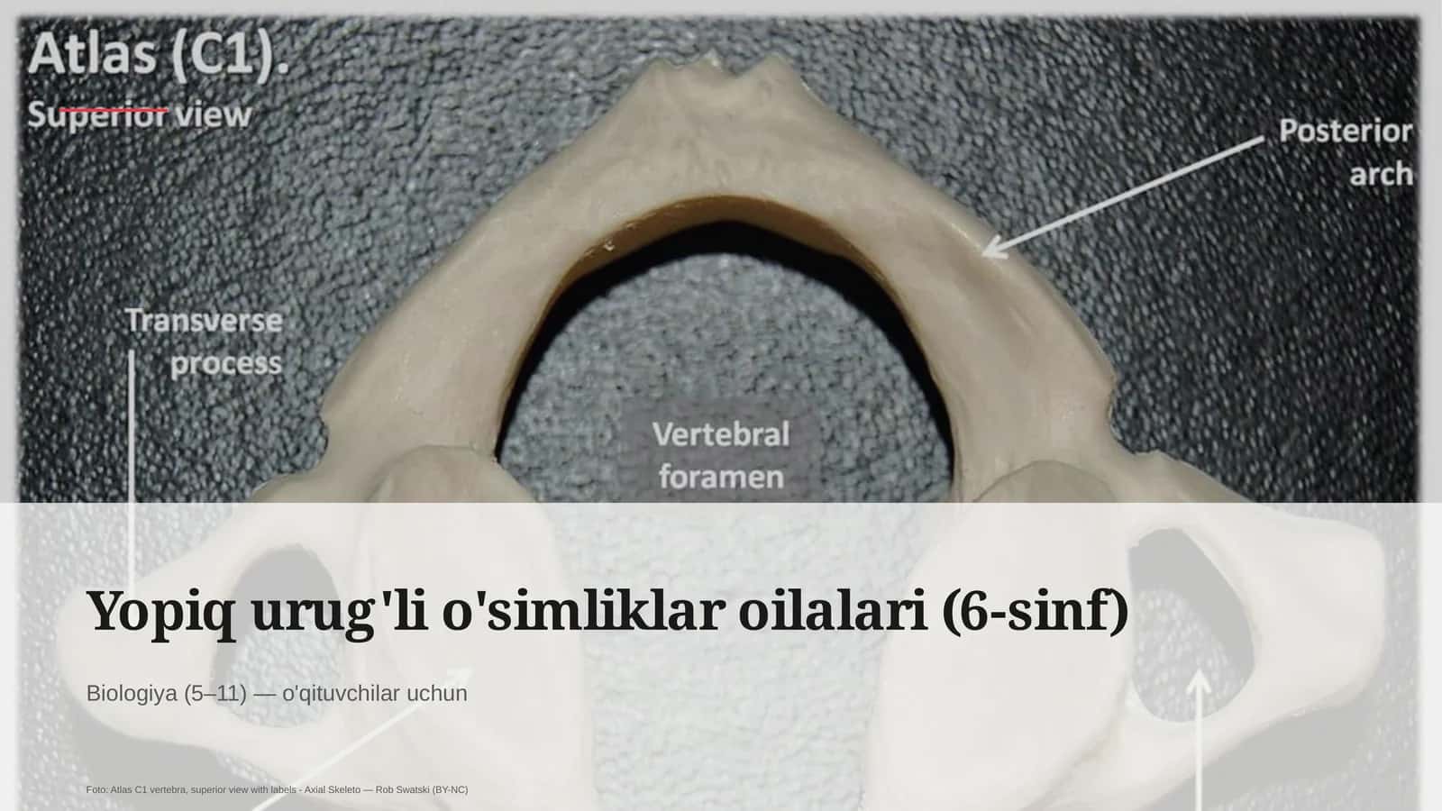 Yopiq urug'li o'simliklar oilalari (6-sinf) 1