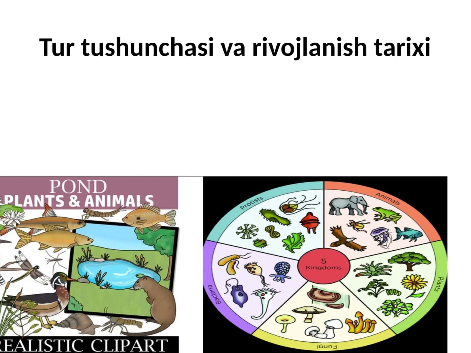 Turtushun chasi variojlanishi tarixi 1