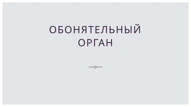 обонятельный орган 1