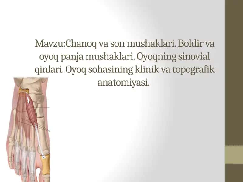 Chanoq va son mushaklari. Boldir va oyoq panja mushaklari. Oyoqning sinovial qinlari. Oyoq sohasining klinik va topografik anatomiyasi. 1