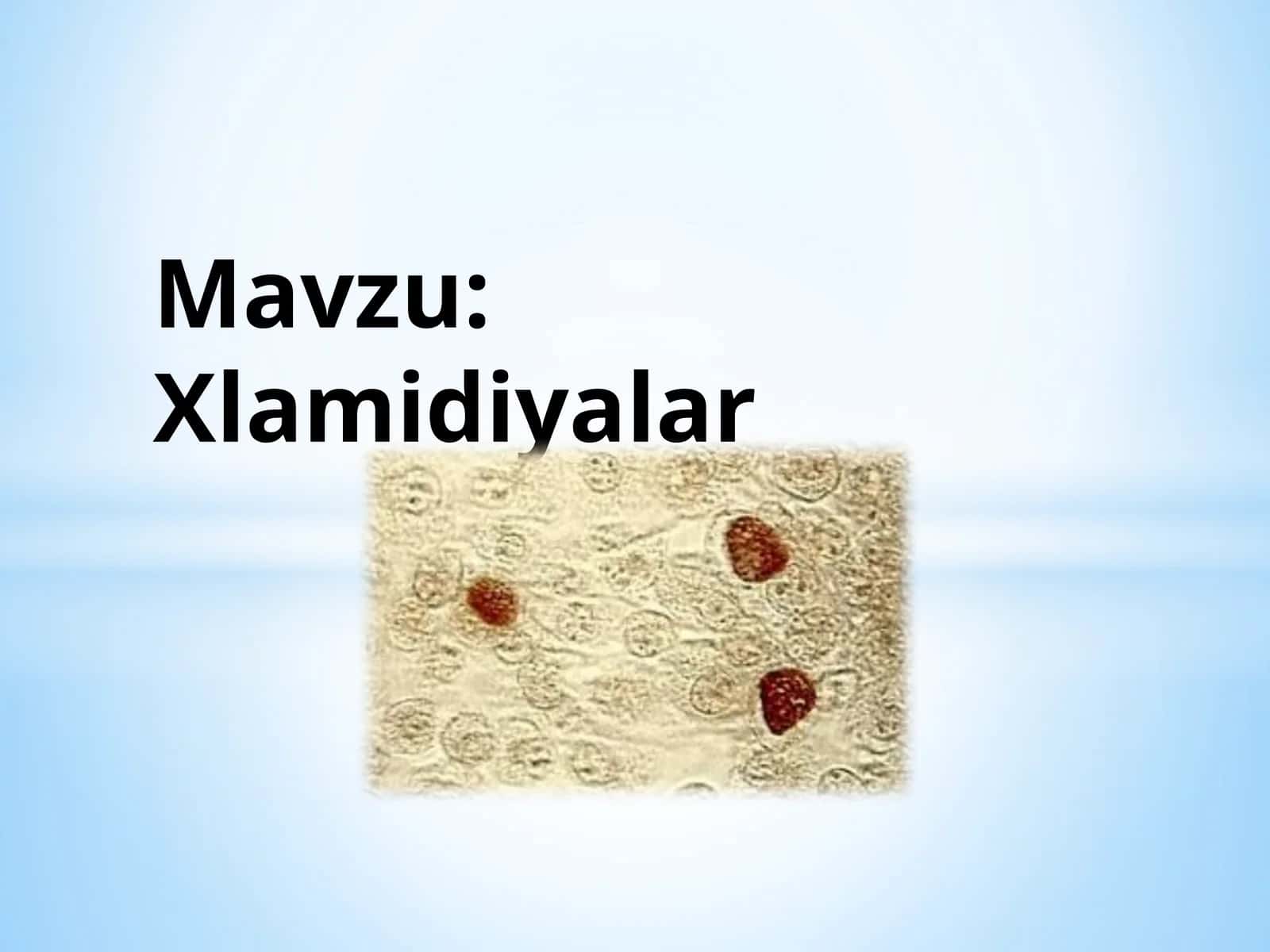 Xlamidiyalar 1