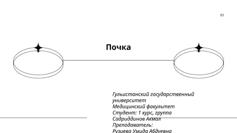 Почка 1