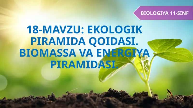 EKOLOGIK PIRAMIDA QOIDASI. BIOMASSA VA ENERGIYA PIRAMIDASI 1