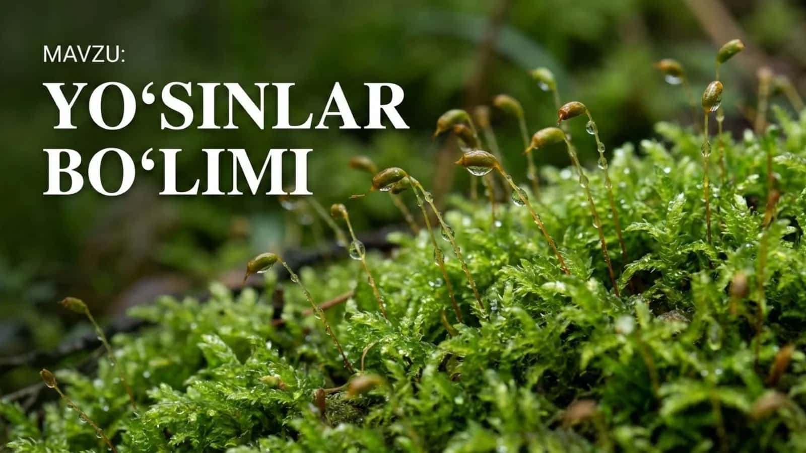 Yo'sinlar bo'limi 1