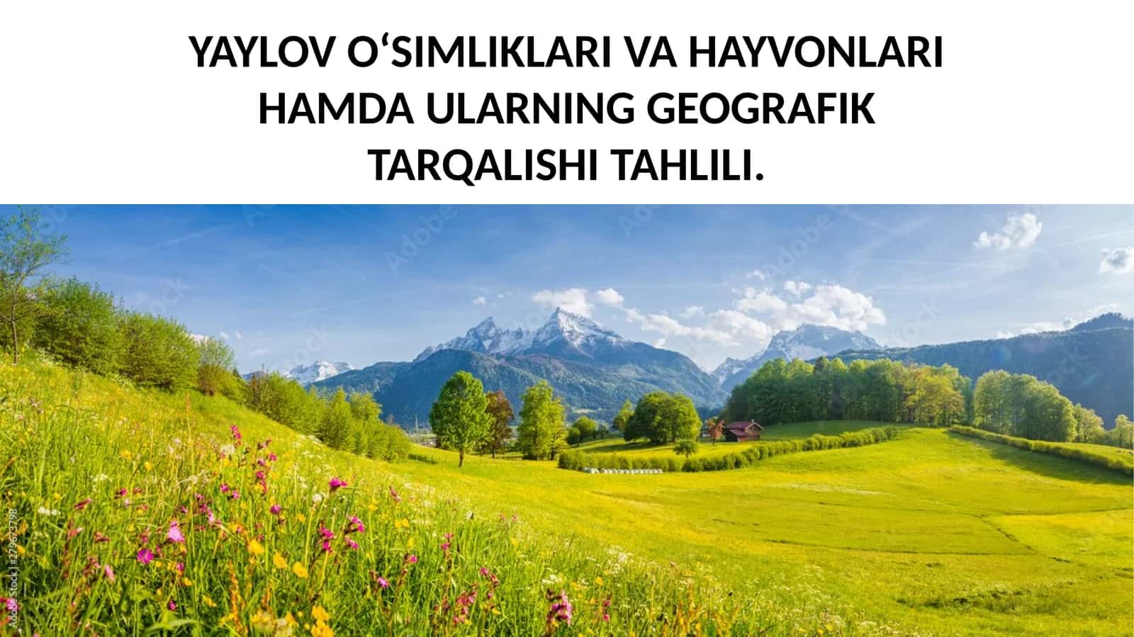 Yaylov O‘simliklari va Hayvonlari Hamda Ularning Geografik Tarqalishi Tahlili 1