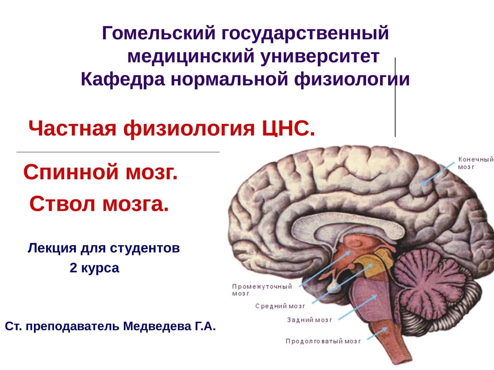 Частная физиология ЦНС 1