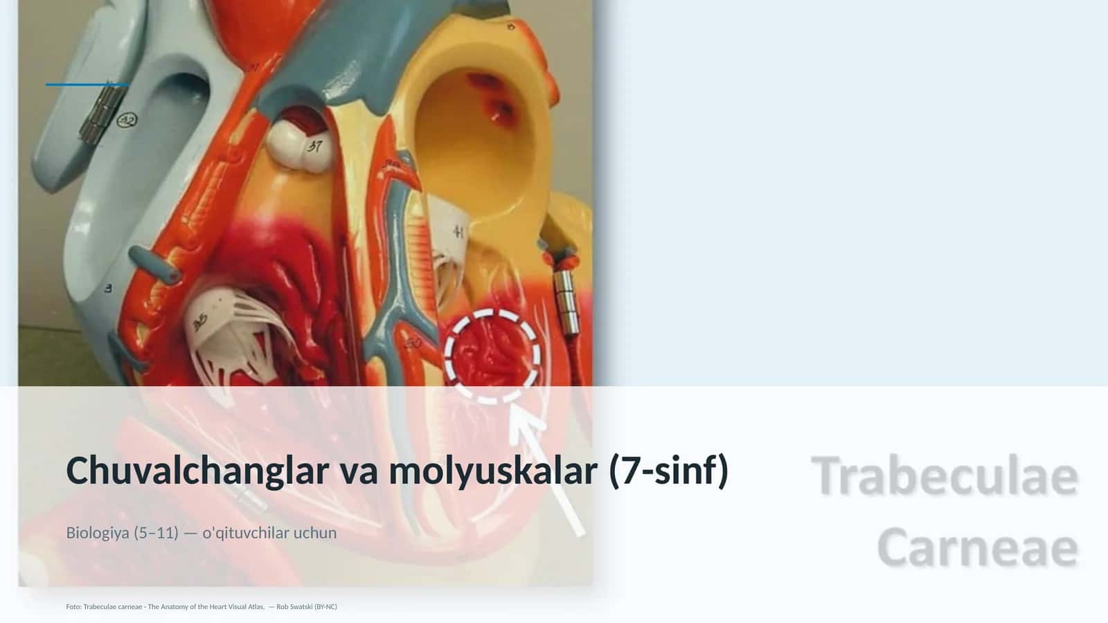 Chuvalchanglar va molyuskalar (7-sinf) 1