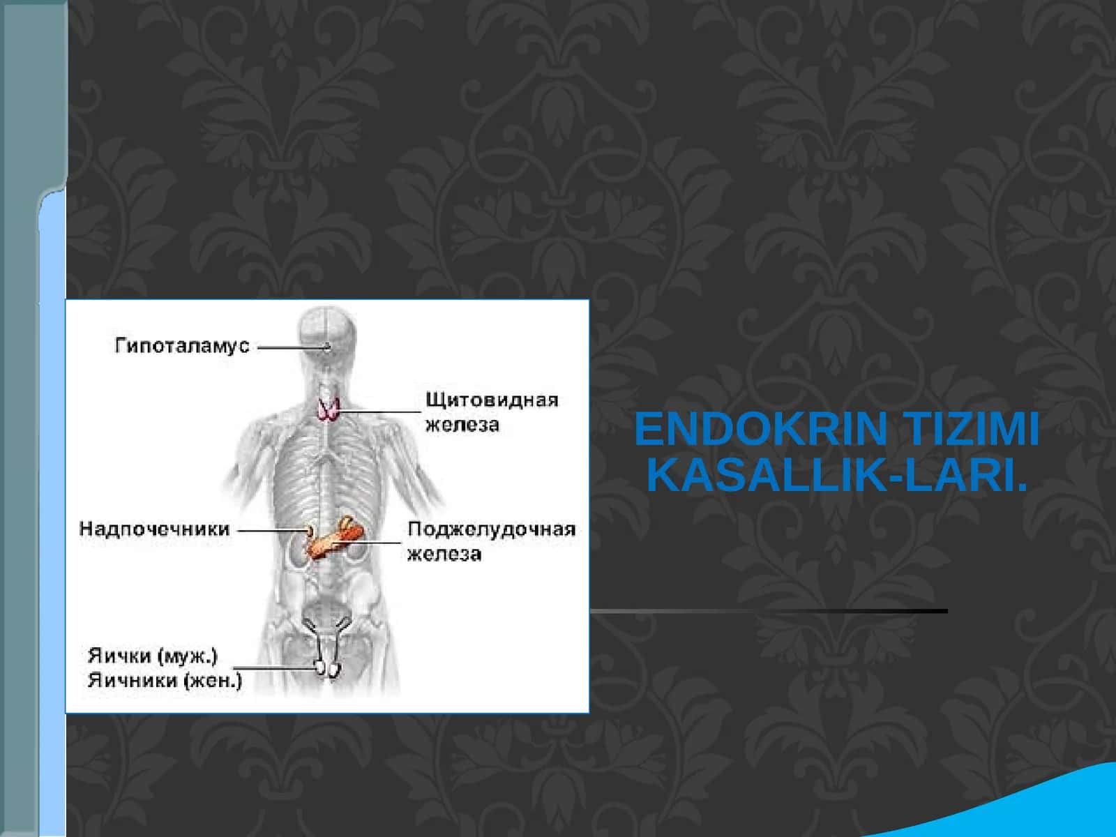 Endokrin tizimi kasallik-lari 1