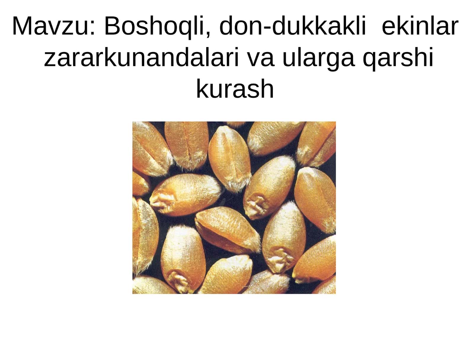 Boshoqli, don-dukkakli ekinlar zararkunandalari va ularga qarshi kurash 1