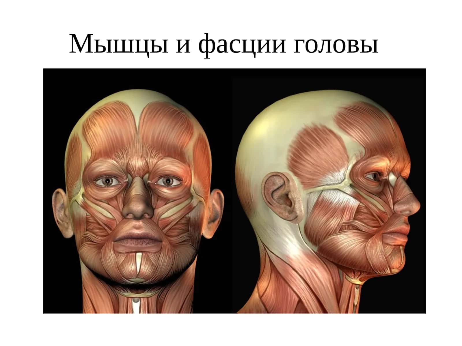 Мышцы и фасции головы 1
