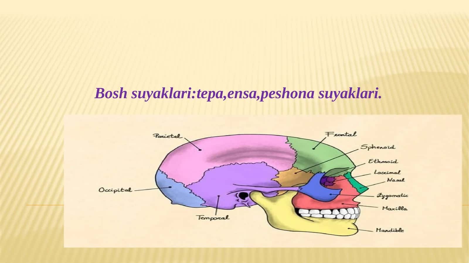 Bosh suyaklari 1