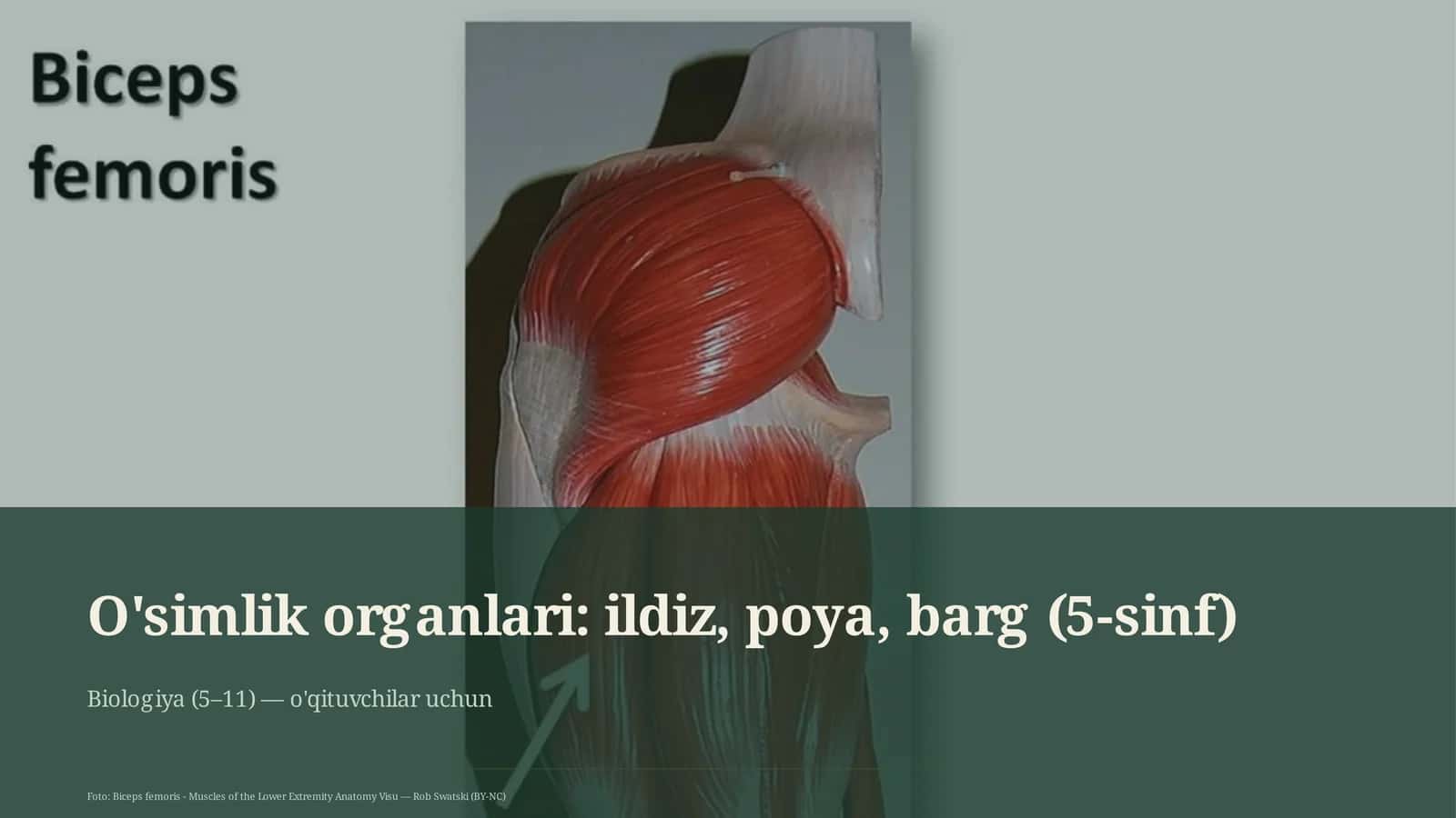 O'simlik organlari: ildiz, poya, barg 1
