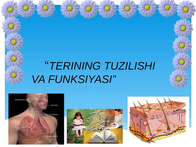 TERINING TUZILISHI VAFUNSIYASI 1
