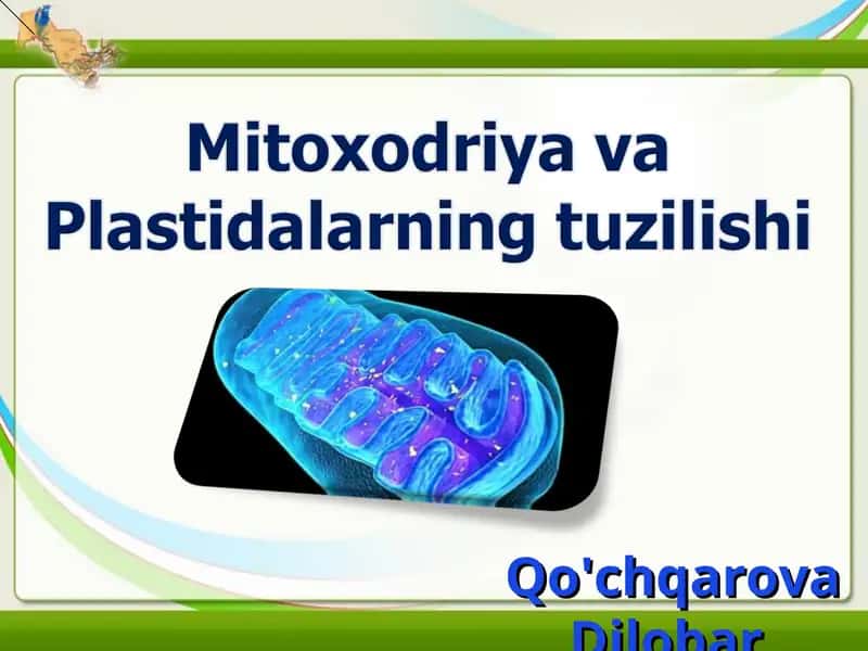 Mitoxodriya va Plastidalar 1