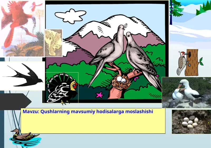 Qushlarning mavsumiy hodisalarga moslashishi 1