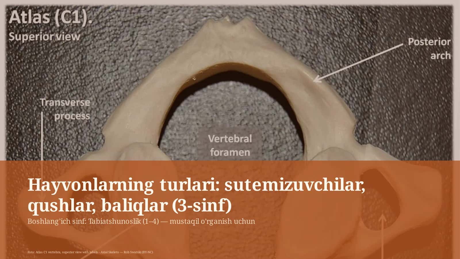 Hayvonlarning turlari: sutemizuvchilar, qushlar, baliqlar (3-sinf) 1