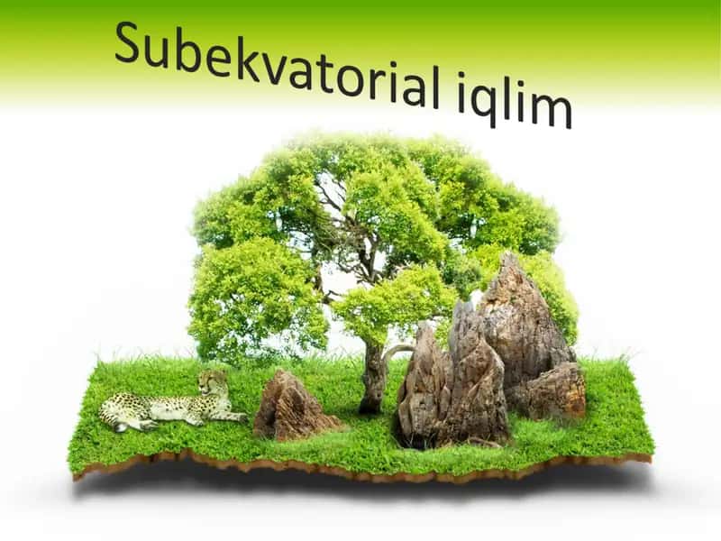 Subekvatorial mintaqalar 1