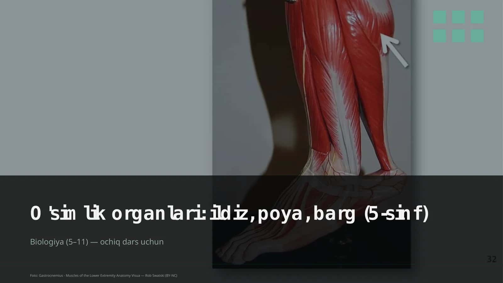 O'simlik organlari: ildiz, poya, barg (5-sinf) 1