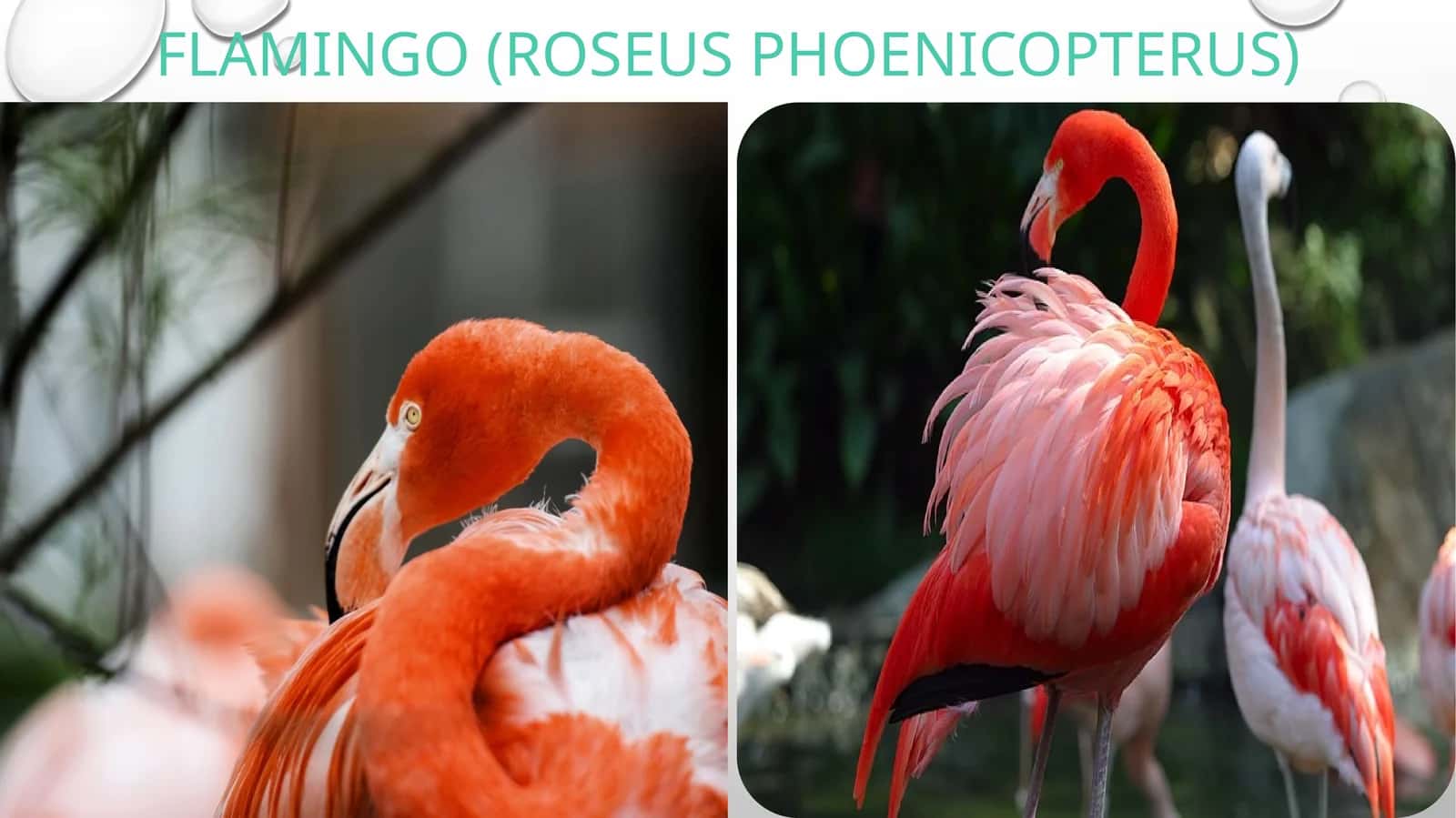 Pushti flamingo (Roseus phoenicopterus) 1