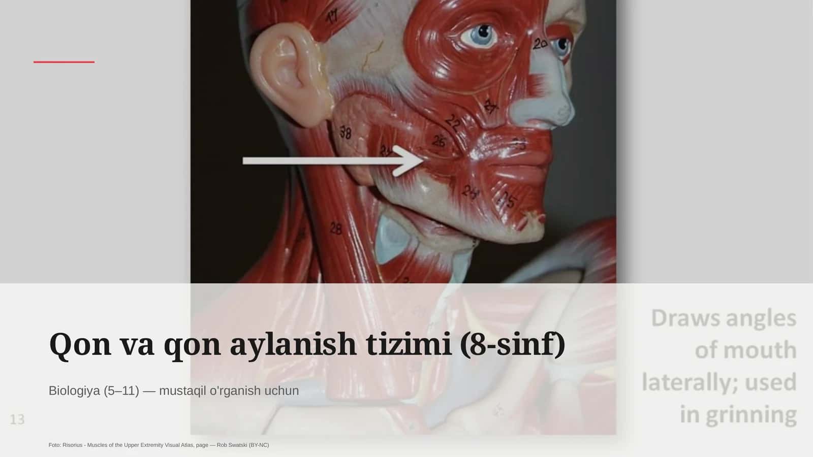 Qon va qon aylanish tizimi (8-sinf) 1