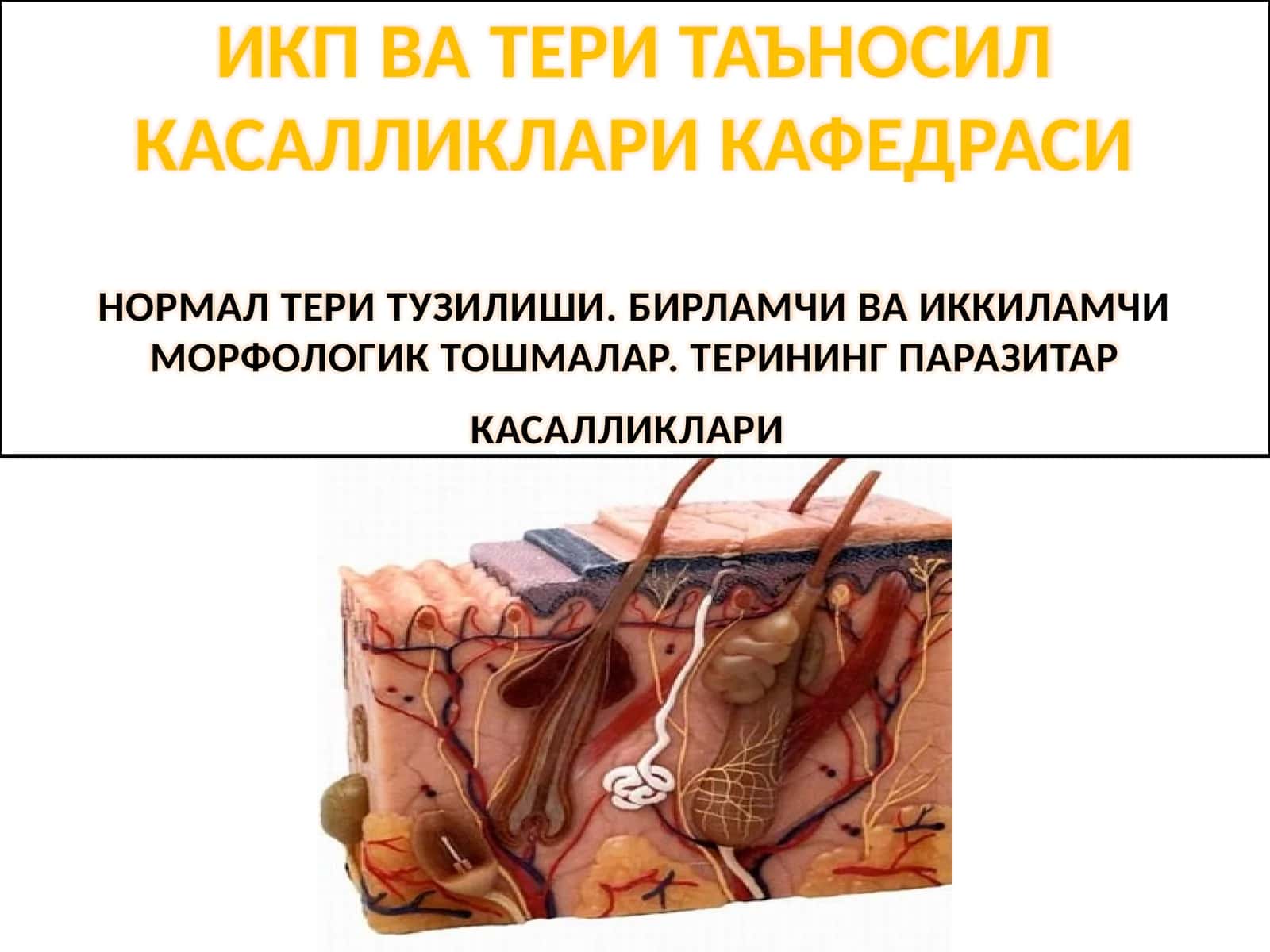 ИКП ВА ТЕРИ ТАЪНОСИЛ КАСАЛЛИКЛАРИ КАФЕДРАСИНИНИНГ ОРМАЛ ТЕРИ ТУЗИЛИШИ 1