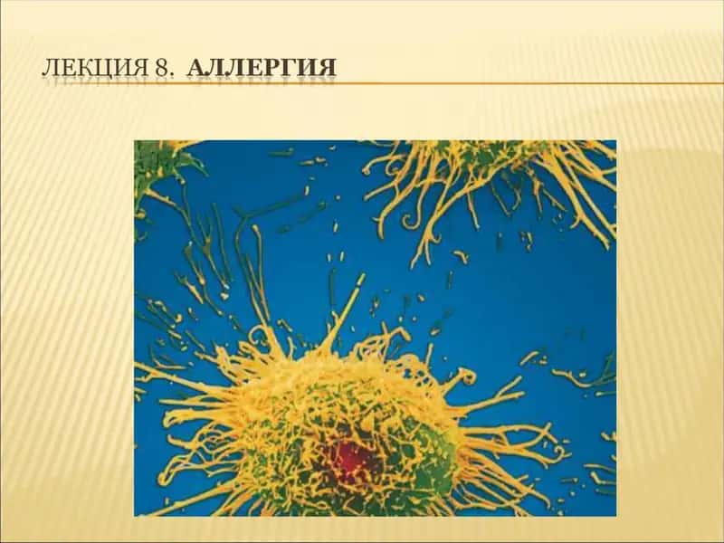 Аллергия 1